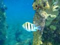 Reisetipp Schnorcheln Sahl Hasheesh