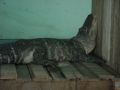 Reisetipp Alligator Action Farm